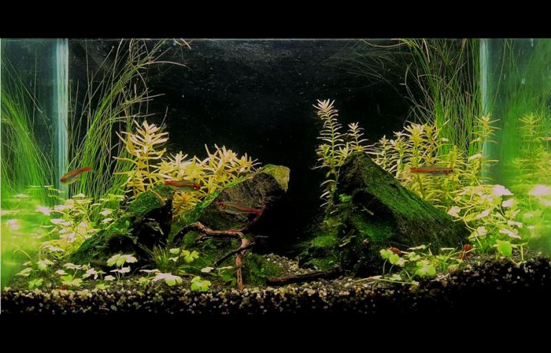 Office little scape 2