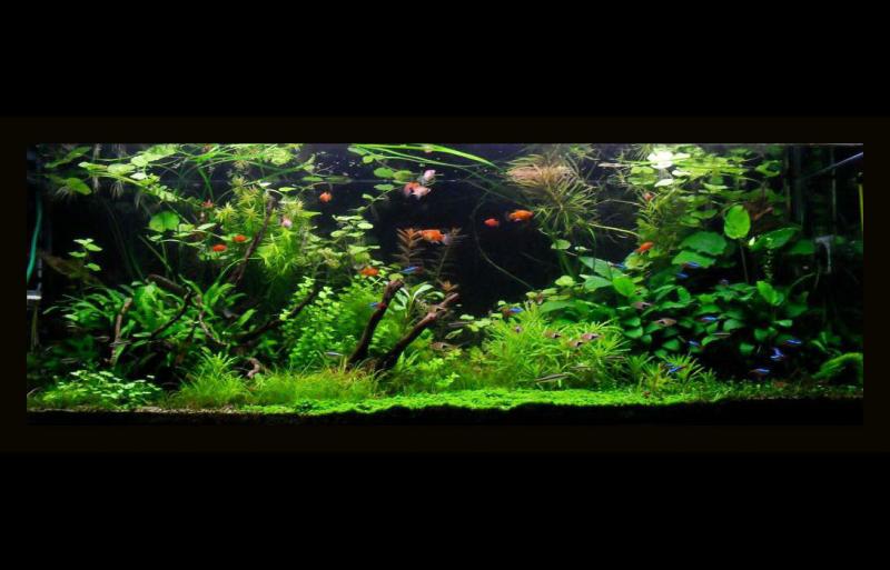 Essence of the Forest