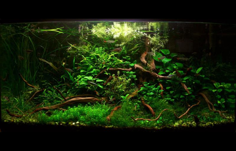 Drvo 2