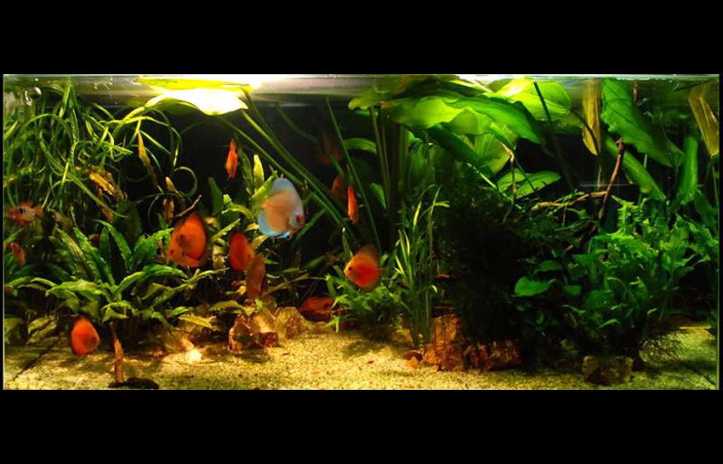 Diskus tank