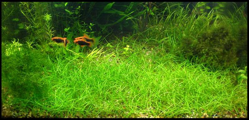 Eleocharis Parvula