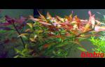 Click to view 24032011962aas_t1.jpg