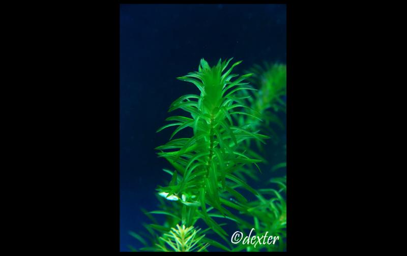 Egeria Densa