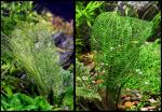 Click to view aponogeton1a_t1.jpg