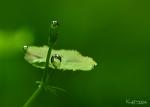 Click to view dsc3309_t1.jpg