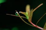 Click to view dsc3526s_t1.jpg