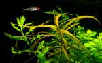 Click to view dsc_1274_t1.jpg