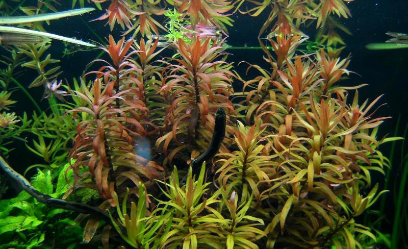 Ammannia Gracilis