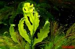Click to view img_2906aq_t1.jpg