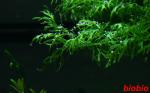 Click to view img_2910aq_t1.jpg