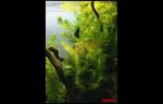 Click to view img_4840sacs_t1.jpg