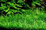 Click to view lileaopsis2_t1.jpg