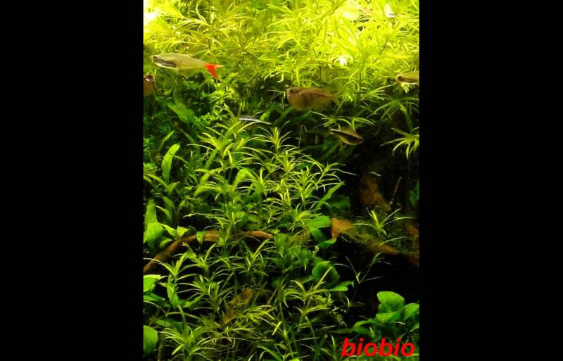 Najas Guadalupensis