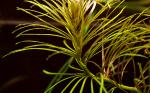 Click to view stellata2_t1.jpg