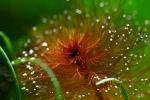Click to view tuberculatum2_t1.jpg