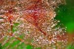 Click to view tuberculatum_t1.jpg