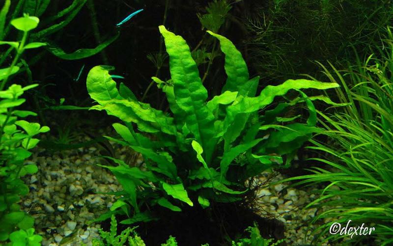 Microsorum Pteropus ''Undulata''