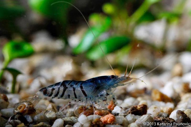 Caridina cf. Cantonensis 'Tiger'