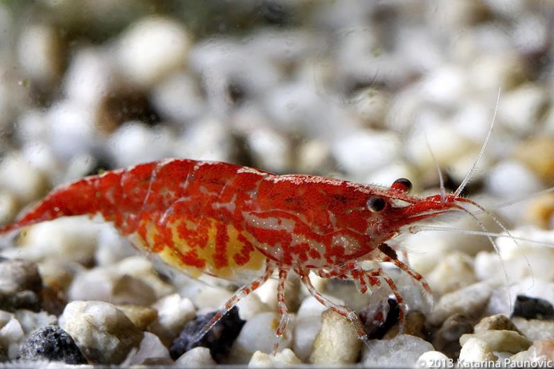Neocaridina Heteropoda var. Cherry Shrimp