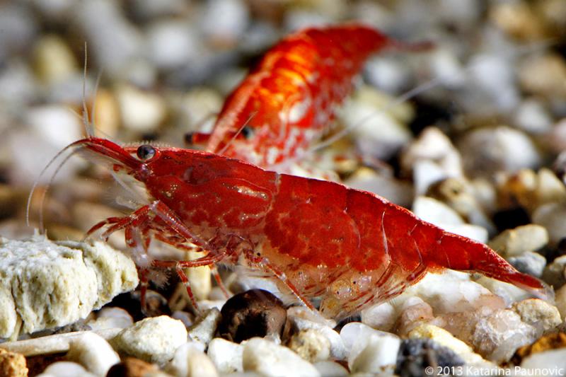 Neocaridina Heteropoda var. Cherry Shrimp