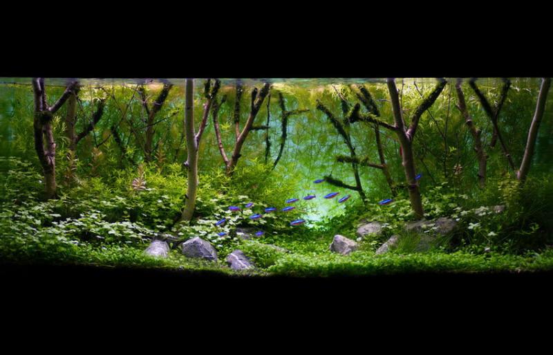 Birch Forest